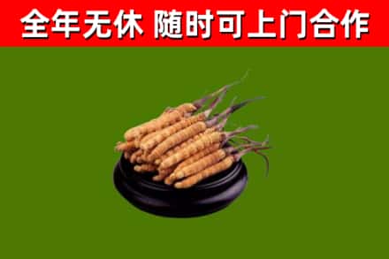 大兴回收冬虫夏草