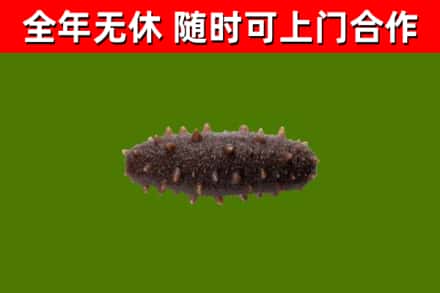 大兴回收海参干